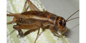 #Cube: бихте ли заменили месото с насекоми?