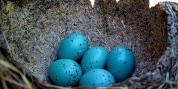 Празник в гнездото: Как природата празнува Великден
