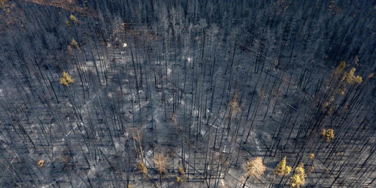 12 милиона души са под предупреждение за гореща вълна в северозападната част на Тихия океан