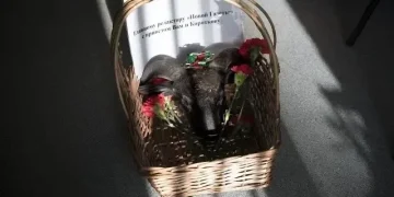 Глава на овен в кошница с бележка, съдържаща заплахи към журналисти от редакцията на Новая газета. Снимка: Анна Артемьева / Новая газета