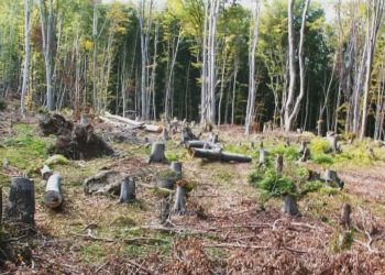 WWF: Нелегалният дърводобив убива българската гора