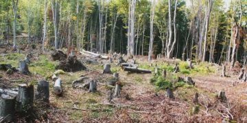 WWF: Нелегалният дърводобив убива българската гора