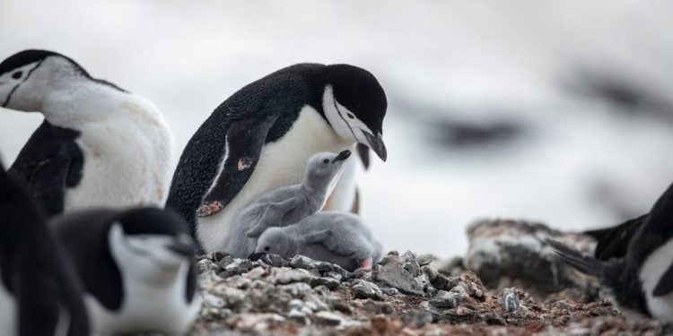 4-секунден здрав сън? Тези родители пингвини оцеляват чрез „микросън“