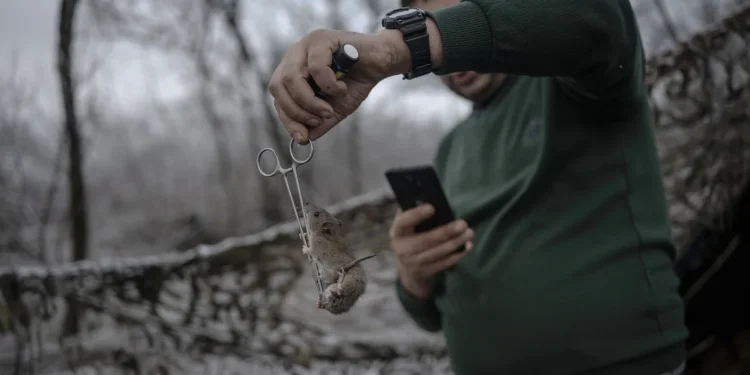 CNN: Плъхове и мишки гъмжат из окопите в Украйна в зловещо ехо от Първата световна война