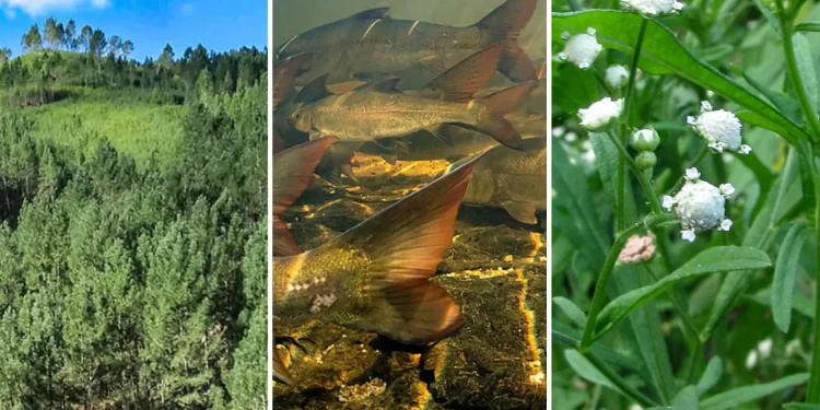 Защо Южна Африка харчи милиарди за борба с чуждоземни нашественици