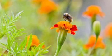 По света стана модерно да се спасяват медоносните пчели от изчезване, но има проблем: те не са застрашени от изчезване