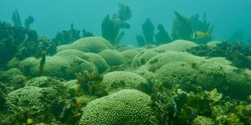 Този коралов риф би трябвало да е мъртъв – тогава защо процъфтява?