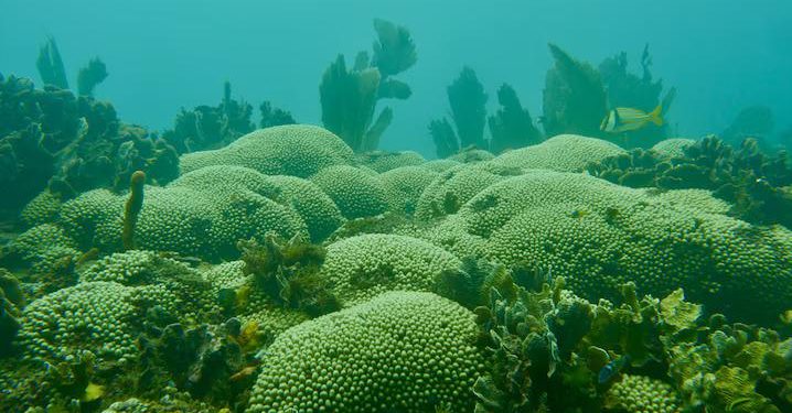 Този коралов риф би трябвало да е мъртъв – тогава защо процъфтява?