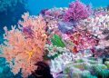 Коралите:  Какъв би бил животът ни без коралите и как учените се опитват да ги спасят