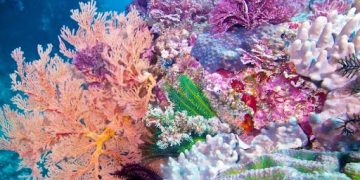Коралите:  Какъв би бил животът ни без коралите и как учените се опитват да ги спасят