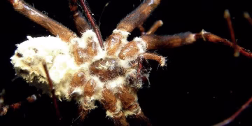 „Зомбита“ паяци, заразени с невиждана досега гъбичка, нахлуват в американски домове