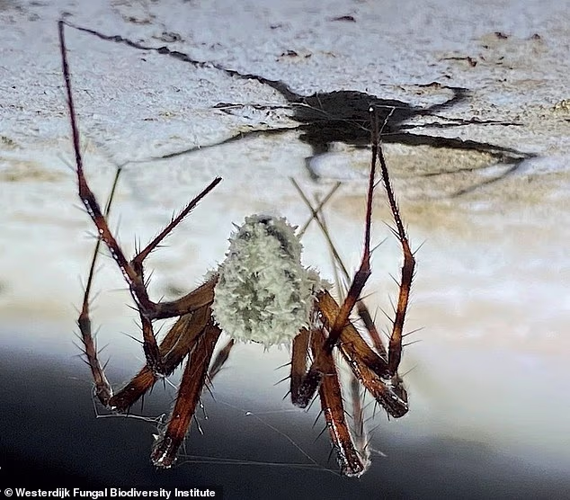 Учени откриха пещерни „зомби“ паяци в Ирландия. Заразените същества бяха прикрепени към тавана на пещерата.