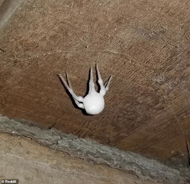 Жител на Ню Йорк сподели изображение на зомби паяк, който е намерил в дома си