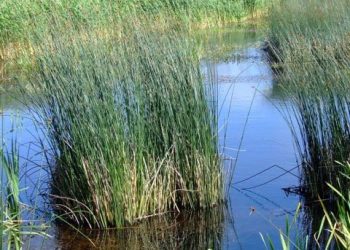 От Киев до Сувалкския пролом, блатата се завръщат като защитен щит на Европа
