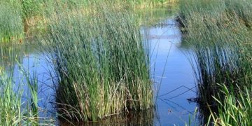 От Киев до Сувалкския пролом, блатата се завръщат като защитен щит на Европа