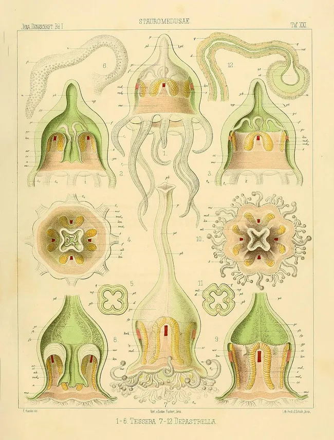 Рисунка на Depastrum cyathiforme в класическата монография на Ернст Хекел. Този вид е един от най-редките, представител на разред Ставромедузи, който включва около 50 вида. Ernst Haeckel «Das System der Medusen. Erster Theil einer Monographie der Medusen». 1879 