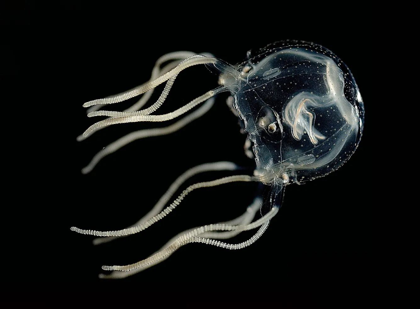 Tripedalia cystophora е местен вид за Карибите. Обикновено стои близо до водната повърхност и ловува ракообразното Dioithona oculata Jan Bielecki; Alexander K. Zaharoff, Nicole Y. Leung, Anders Garm, Todd H. Oakley (June 2014). «Ocular and Extraocular Expression of Opsins in the Rhopalium of Tripedalia cystophora (Cnidaria: Cubozoa)»