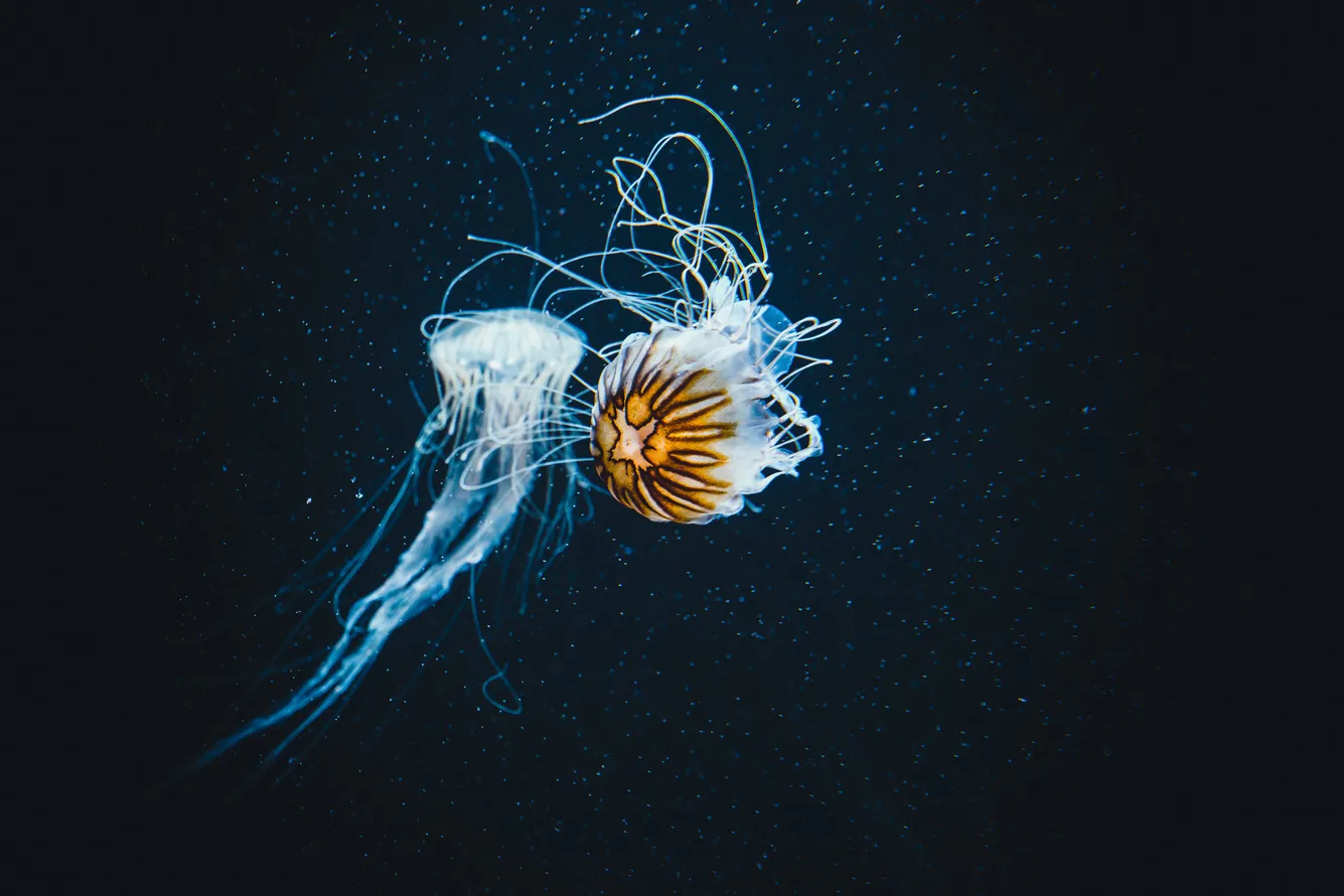 Компасна медуза Chrysaora melanaster Винсент Айсфелд / Wikimedia Commons