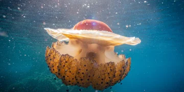 Нашествие на медузи по целия свят. Те пречат на туристи, рибари и енергийни инженери — но изглежда няма спасение от тях. Защо има все повече и повече медузи?